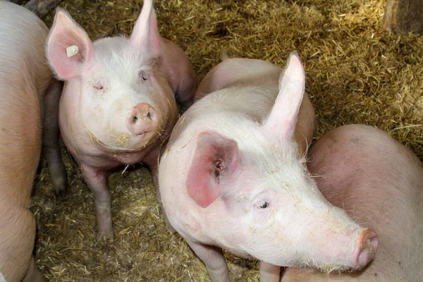 자연스럽게 포즈를 돼지들 농장에 — 스톡 사진