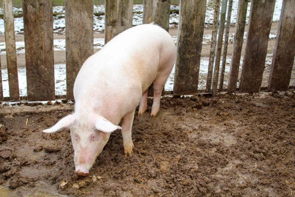 Свиньи Естественной Позе Ферме — стоковое фото