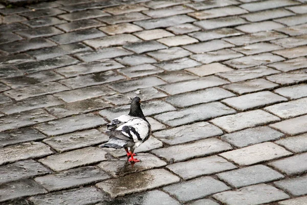 비둘기의 초상화 비둘기는 대도시에서 수있는 — 스톡 사진