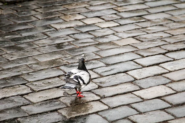 Ansicht Porträts Von Tauben Tauben Sind Vögel Die Größeren Städten — Stockfoto