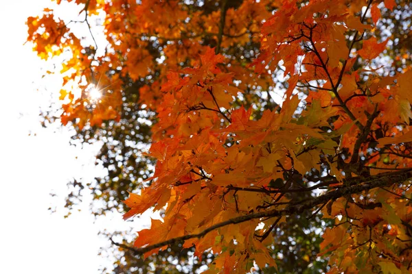 Maple Δέντρο Χρυσά Φύλλα Κατά Φωτεινό Ουρανό Όμορφη Μέρα Του — Φωτογραφία Αρχείου