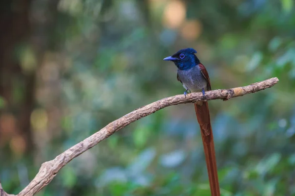 Oiseau Dans Nature Asiatique Paradis Moucherolle Perché Sur Une Branche — Photo