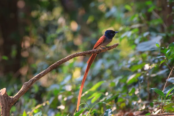 Vogels Natuur Aziatische Paradijs Vliegenvanger Zitstokken Een Tak — Stockfoto