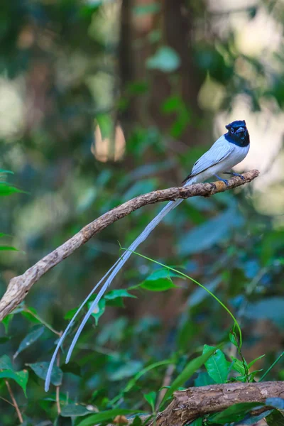 Vogels Natuur Aziatische Paradijs Vliegenvanger Zitstokken Een Tak — Stockfoto