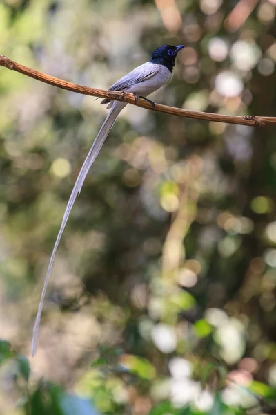 Pájaro Naturaleza Asiático Paraíso Cazador Moscas Posando Una Rama — Foto de Stock