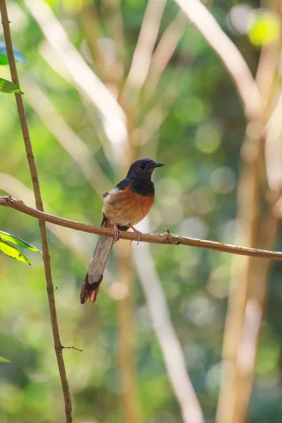 Bengaalse Shama Copsychus Malabaricus Staande Een Tak — Stockfoto