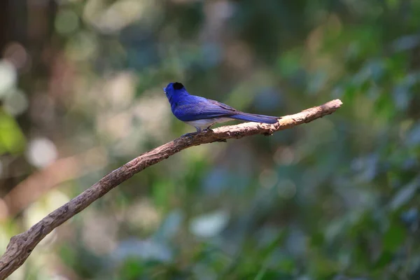 Nahaufnahme Eines Blaubrüstigen Vogels Auf Einem Ast — Stockfoto