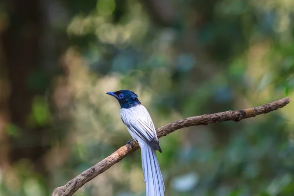 Pájaro Naturaleza Asiático Paraíso Cazador Moscas Posando Una Rama — Foto de Stock