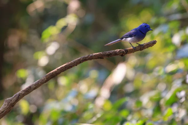 Een Close Opname Van Een Mooie Vogel Een Tak — Stockfoto