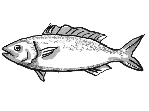 卡哈瓦伊 Kahawai 的复古卡通画风格 一种新西兰本土海洋生物物种 从侧面看黑色和白色孤立的白色背景 — 图库照片