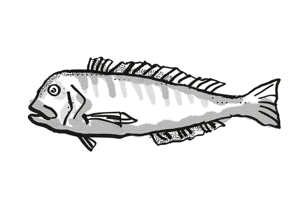 Retro Tekenfilm Stijl Tekening Van Een Australian Barred Tilefish Een — Stockfoto