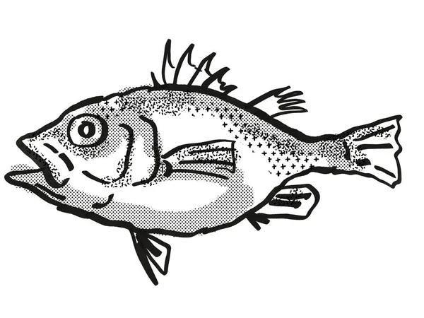 Retro Tekenfilm Stijl Tekening Van Een Spinycheek Seabass Een Inheemse — Stockfoto