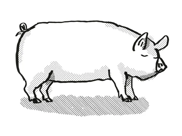 Retro Cartoon Stil Zeichnung Einer Mittleren Weißen Sau Oder Wildschwein — Stockfoto
