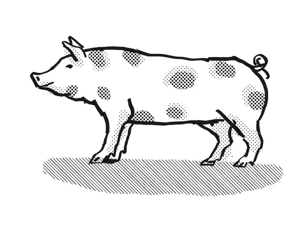 皮涅特母猪或野猪的复古卡通画 这是一种用黑白相间的白色背景从侧面观察的猪品种 — 图库照片