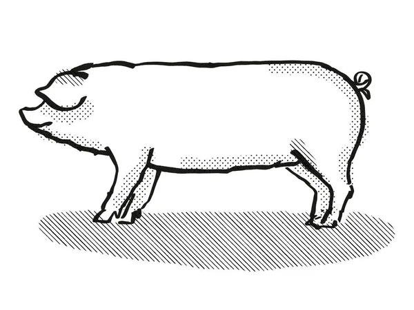 威尔士猪或野猪的复古卡通画 一种用黑白相间的白色背景从侧面观察的猪 — 图库照片