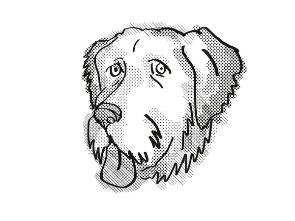 Retro cartoon style drawing of head of an .Aussiedoodle , a domestic dog or canine breed on isolated white background done in black and white.