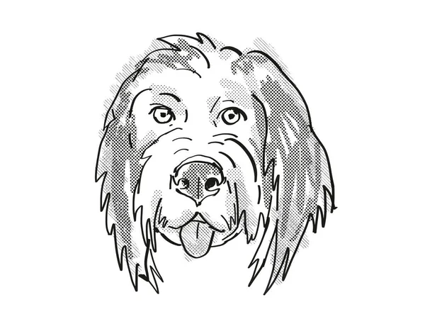 Desenho Desenho Animado Retrô Cabeça Bernedoodle Bernese Mountain Poo Cão — Fotografia de Stock