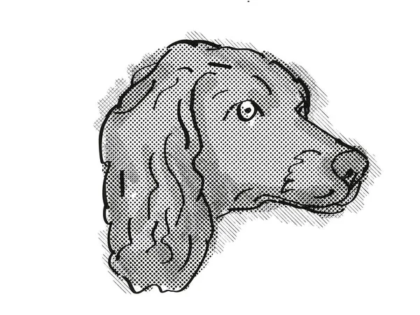 Retro Cartoon Style Drawing Head Boykin Spaniel Domestic Dog Canine — Stock Photo, Image