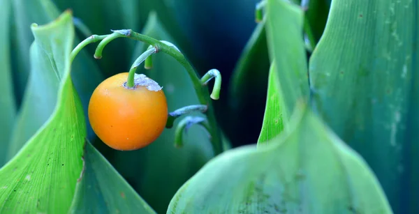 Mooi Botanisch Schot Natuurlijk Behang — Stockfoto