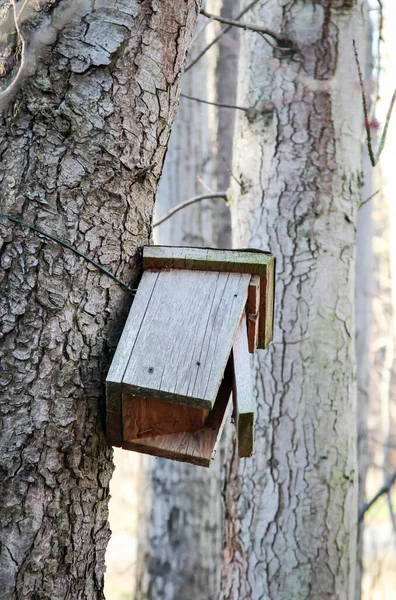 Hnízdící Box Visí Kmeni Stromu — Stock fotografie