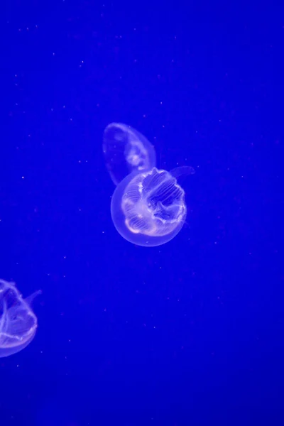 Una Medusa Nel Mare Blu Scuro — Foto Stock