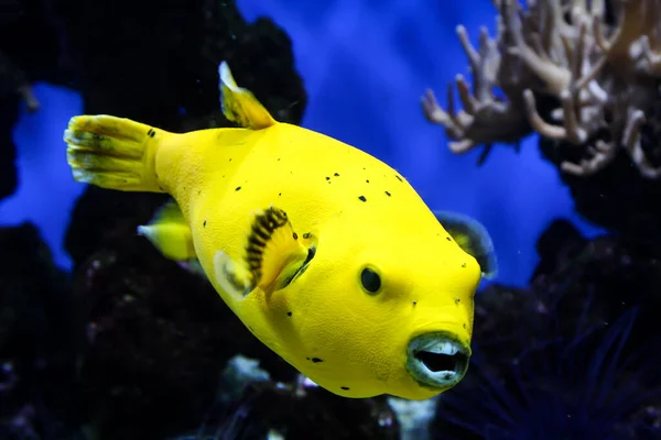 Peixe Balão Amarelo Mar — Fotografia de Stock