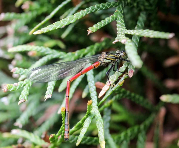 Macro Una Libellula Adone Pyrrhosoma Nymphula — Foto Stock