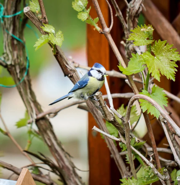 Tit Feeds Feeds Its Young Garden Bird House — Zdjęcie stockowe