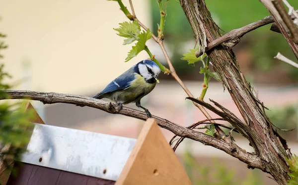 Tit Feeds Feeds Its Young Garden Bird House — Zdjęcie stockowe