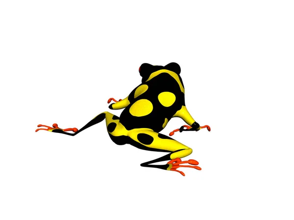 Siyah Sarı Zehirli Kurbağası Çayırda — Stok fotoğraf