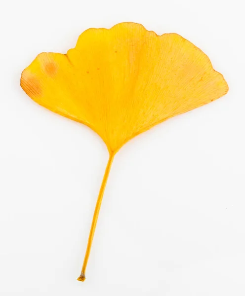 Fleur Jaune Isolée Sur Fond Blanc — Photo