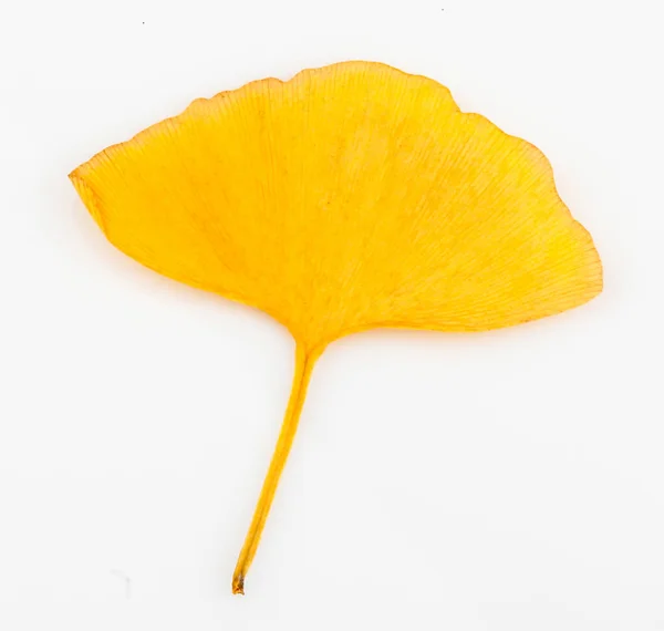 Folhas Amarelas Ginkgo Biloba Sobre Fundo Branco — Fotografia de Stock