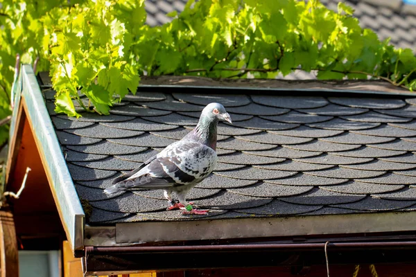 Piccione Siede Sul Tetto Una Casetta Giardino — Foto Stock