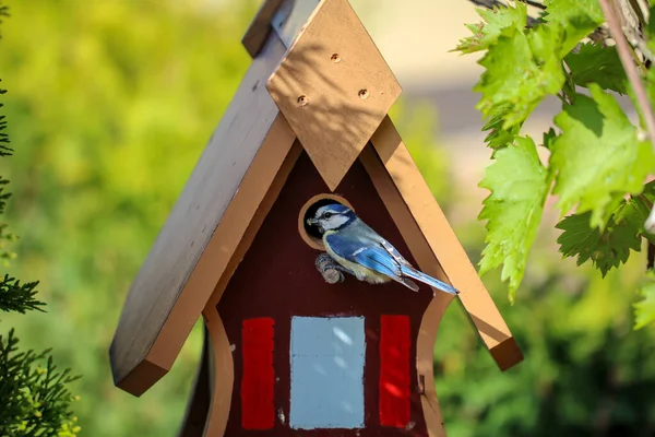 Tit Feeds Feeds Its Young Garden Bird House — Photo