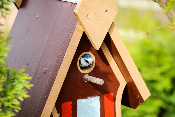 Tit Feeds Feeds Its Young Garden Bird House — Foto Stock