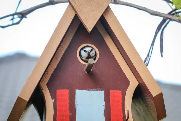 Tit Feeds Feeds Its Young Garden Bird House — Stock fotografie