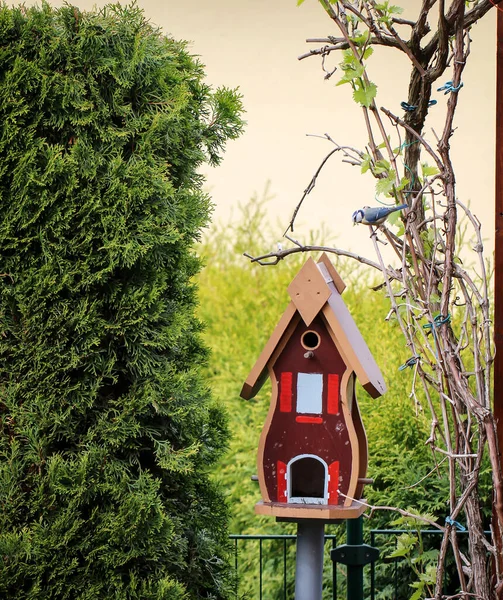 Tit Feeds Feeds Its Young Garden Bird House — Stockfoto