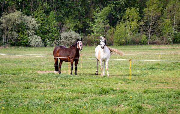 在围场里吃草的马 — 图库照片