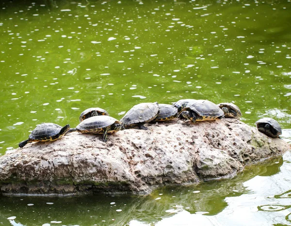 Veel Waterschildpadden Een Steen Vijver — Stockfoto