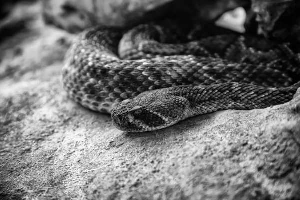 Άγριο Δηλητηριώδες Φίδι Επικίνδυνη Λεπτομέρεια Ζώου Θανατηφόρο Δηλητήριο — Φωτογραφία Αρχείου
