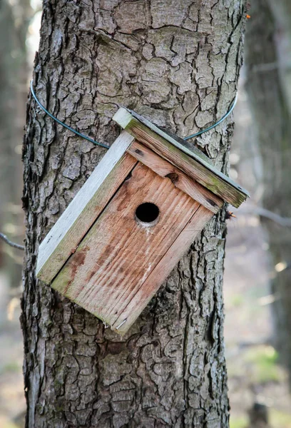 Een Nestkastje Hangt Aan Een Boomstam — Stockfoto