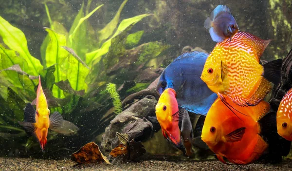 Kleurrijke Discusvissen Cichliden Het Aquarium — Stockfoto