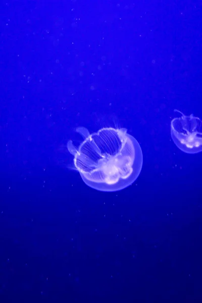 Meduzy Ciemnoniebieskim Morzu — Zdjęcie stockowe