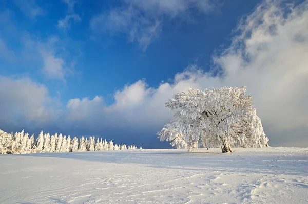 Floresta Negra Inverno — Fotografia de Stock