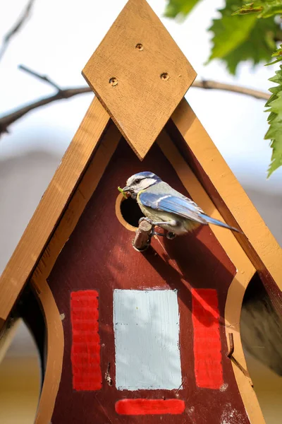 Tit Feeds Feeds Its Young Garden Bird House — Stockfoto