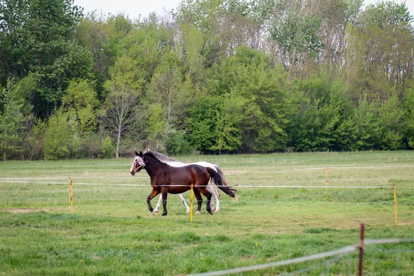 在围场里吃草的马 — 图库照片
