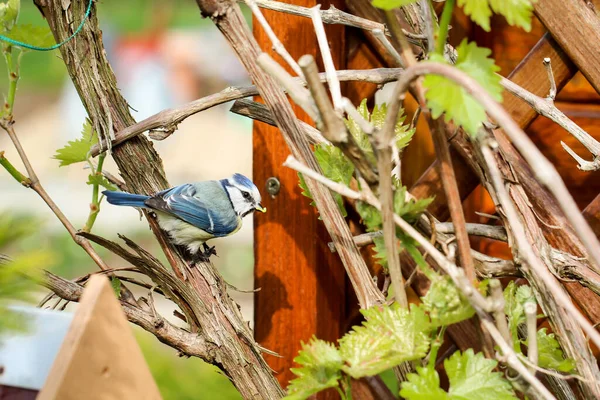 Tit Feeds Feeds Its Young Garden Bird House — Stok fotoğraf