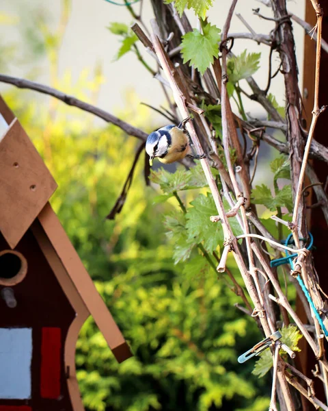 Tit Feeds Feeds Its Young Garden Bird House — Stok fotoğraf