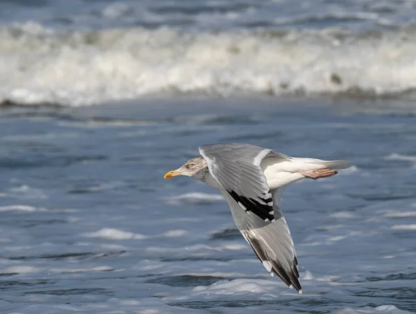 Mouette Sur Plage — Photo