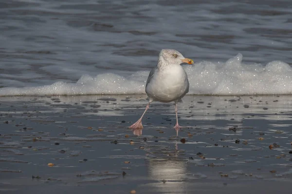 Gabbiano Sulla Spiaggia — Foto Stock